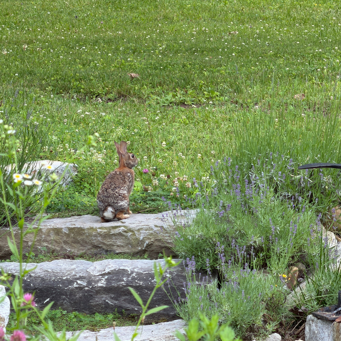 What the Garden Refused to Do
